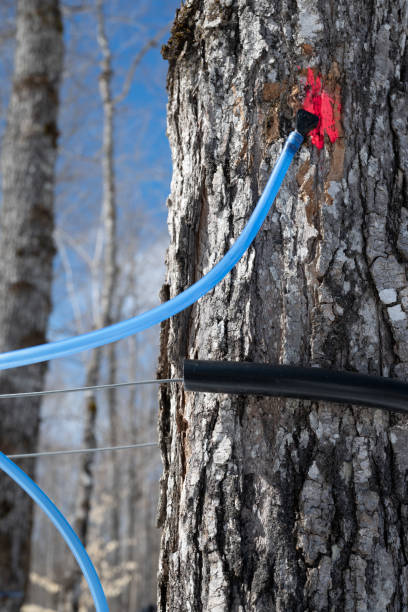 istock Maple with tube for maple sap (water) harvest 2148129789