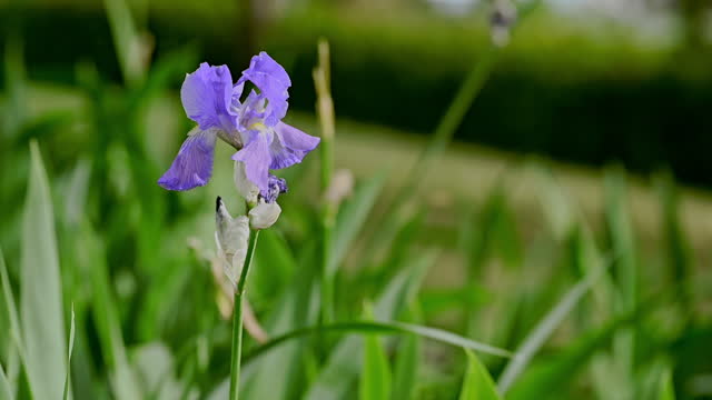 violet purple Iris flowers grows in nature.