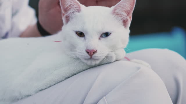 White cat being stroked by her owner