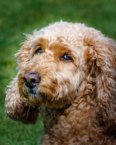 Cockapoo Pfp 3.700+ Cockapoo fotos de stock, imagens e fotos royalty-free - iStock
