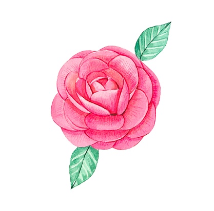 Hand drawn pink rose bud. Watercolor illustration
