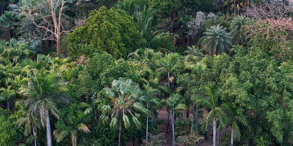 palm forest with lagoon in aerial view