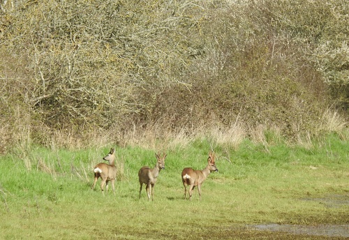 The left-hand deer is looking towards the left and the other two are looking towards the right. There is a lower part of a large hedge in the background.