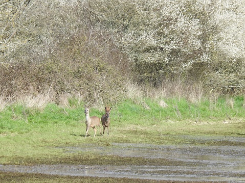 Front view of both deer.  There is a large hedge in the background, which includes some flowering Blackthorn.
