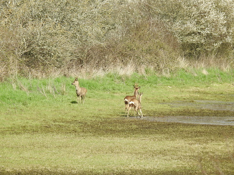 One deer is standing close to the hedge and  facing towards the left. The other two are standing close together at the edge of shallow water with their rear ends facing the camera and are looking in the opposite direction.  There is a large hedge in the background, which includes some flowering Blackthorn.