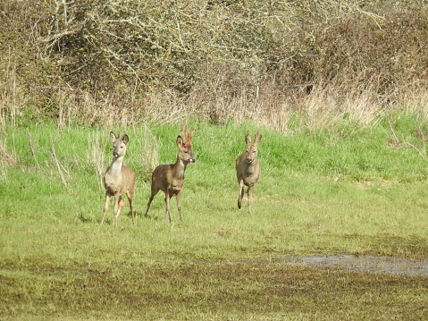 Two deer are standing and the third is walking.  The lower part of a large hedge is in the background.
