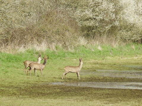 There is standing water on the field and part of a large hedge in the background