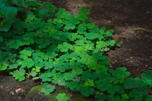 Close-Up Of Small-Leafed Plants Of Clover Fern Growing Wild On The Soil In The Backyard