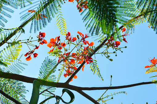 Close-Up Low Angle View The Top Of The Tree Adorned With Branches, Leaves, And Clusters Of Red Flowers Of Delonix Regia On A Sunny Day