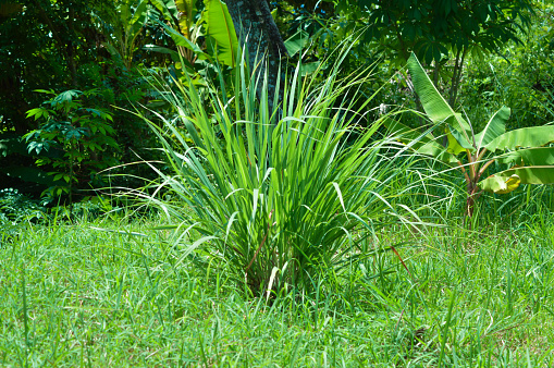 citronella, Cymbopogon nardus, is a species of grass in the family Poaceae