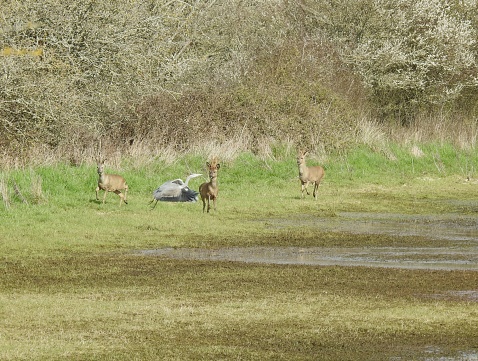 Side view of two of the deer and front view of the third, which is standing near the flying bird.  There is a large hedge in the background, which includes some flowering Blackthorn.