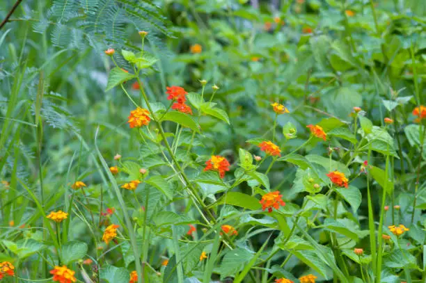 Close-Up View Of Fresh Wild Lantana Camara With Orange And Yellow Flowers Thriving Amidst Bushes In The Field