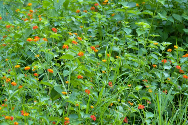 Natural Beauty Of Wild Lantana Camara With Orange And Yellow Flowers Thriving Amidst Bushes In The Field