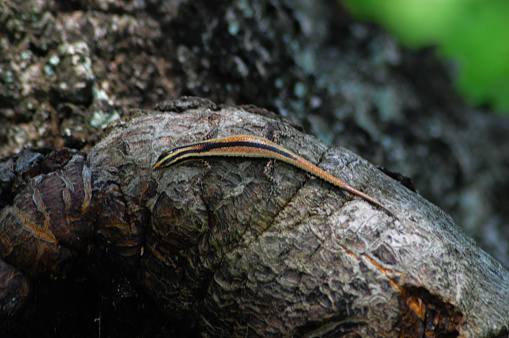 Reptile Four-Legged Animal Eutropis Multifasciata On The Mango Tree Trunk With Skin Color Resembling The Tree Trunk