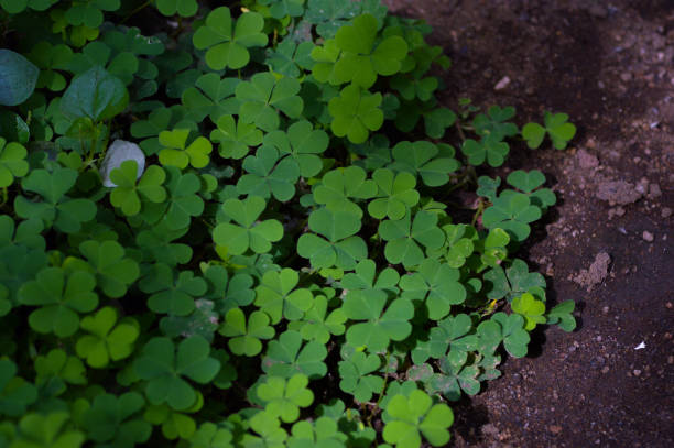 Small-Leafed Clover Fern Plants Growing Wild On The Soil In The Backyard Top View Of Small-Leafed Clover Fern Plants Growing Wild On The Soil In The Backyard marsileaceae stock pictures, royalty-free photos & images