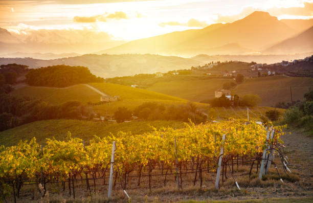 istock Sunset in countryside with vineyard in fall 2148131959