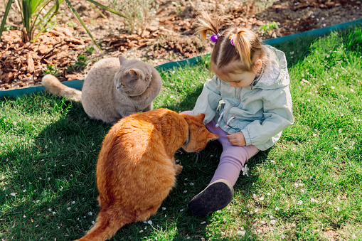 Child girl feeding her cats in backyard garden