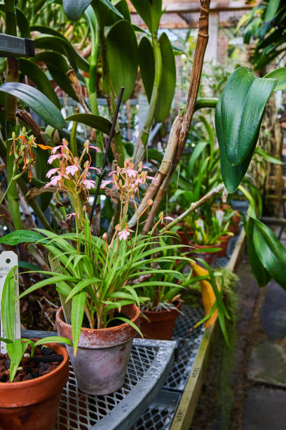 Vibrant Pink Orchids and Greenery in Greenhouse, Eye-Level View
