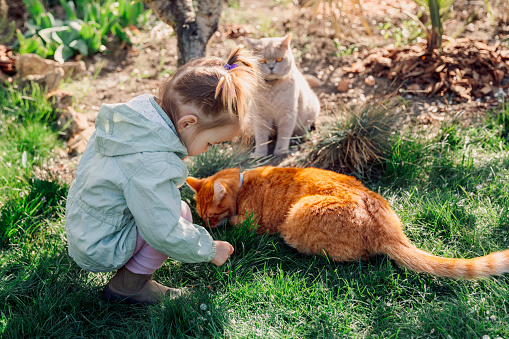 Beautiful child girl with cats in spring backyard garden