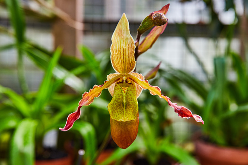 Exotic Slipper Orchid Close-up in Muncie Conservatory, Indiana, 2023 - Striking Botanical Beauty in Greenhouse Garden Setting