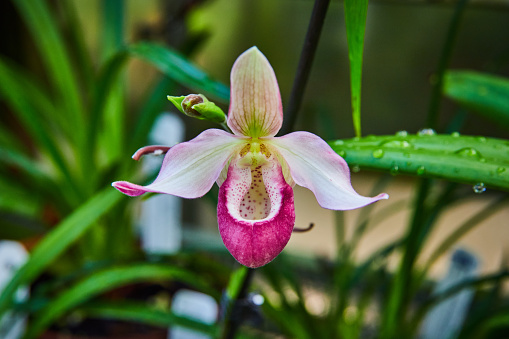 Vibrant Paphiopedilum orchid with delicate pink and white patterns in a greenhouse, Muncie, Indiana, 2023