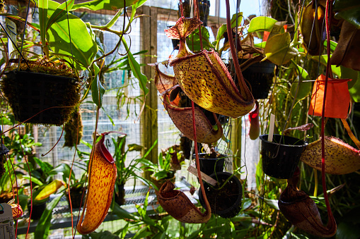 Vibrant Tropical Pitcher Plants in Sunlit Greenhouse, Muncie, Indiana, 2023 - A Display of Biodiversity and Botanical Beauty