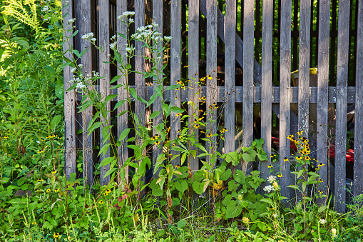 Rustic wooden fence being reclaimed by overgrown greenery and wildflowers in Muncie, Indiana, casting a serene and peaceful mood