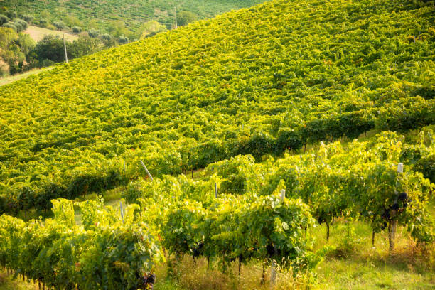 istock Vineyard and winery on hill in summer 2148132301