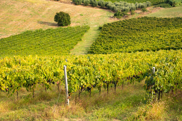 istock Vineyard and winery on hill in summer 2148132392