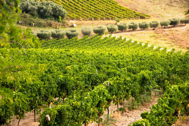 istock Vineyard and winery on hill in summer 2148132526