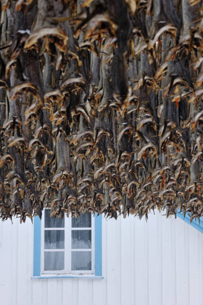 istock Stockfish in front of window 2148132711