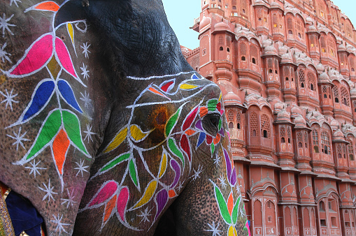 Rajasthan, India - March 08, 2006: Decorated elephant and Hawa Mahal palace in Jaipur