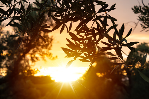 Olive tree branches lit by sun