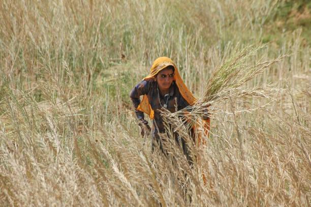 Rajasthan, India - March 06, 2006: Peasant woman collecting cereals in an agricultural field