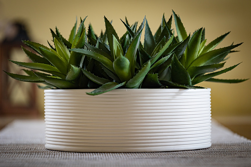 A white ceramic decorative flower pot, housing aloe vera cacti, sits atop a table runner.