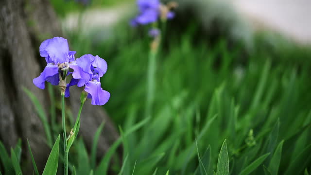 Iris flowers in flowerbed.