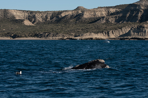 Sohutern right whale on the surface, endangered species, Patagonia,Argentina