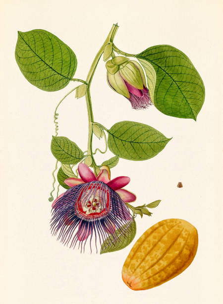 istock Vintage Botanical illustration. Passion Flower. Circa 1774 2148133783