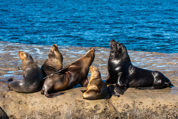 istock South American  Sea Lion , Peninsula Valdes 2148134253