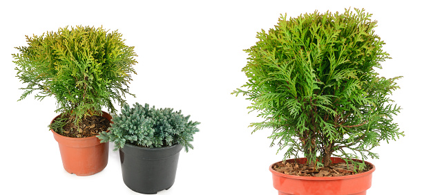 Thuja garden bush and cypress in a pots isolated on white background. There is free space for text. Collage. Wide photo.