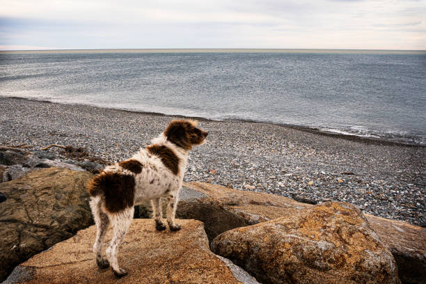 A woman exercising her chocolate Labrador Retriever puppy dog on a rocky beach in morning light