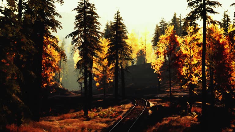 Turn a railway running through a pine forest on a bright sunny day