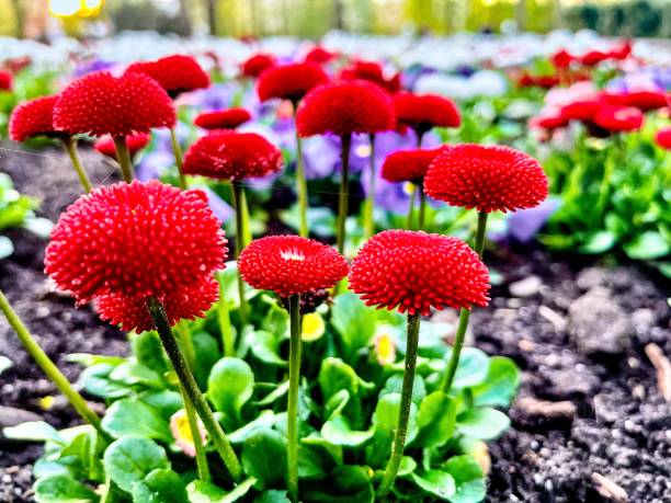 Daisy (lat. Bellis) is a genus of perennial plants from the Asteraceae family. Daisy. Inflorescence of perennial daisy (Bellis perennis)
