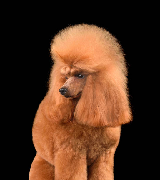 istock Beautiful apricot toy poodle 2148135712