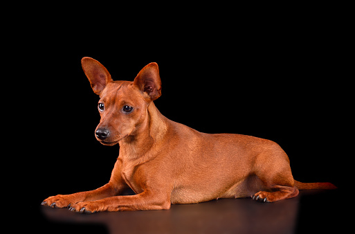 Resting red Miniature Pinscher isolated on a black background