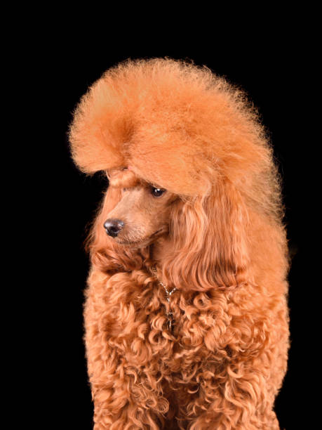 Beautiful apricot poodle