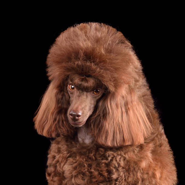 istock Portrait of chocolatetoy poodle 2148135797