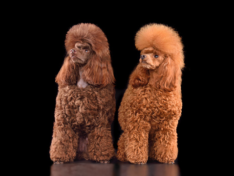 Bright chocolate and red toy poodles sitting on a black background and looking up