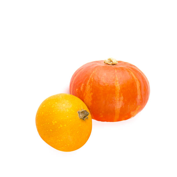 Various fresh ripe pumpkins as background