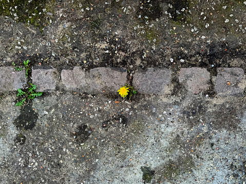 Dandelion in flower growing up through a pavement